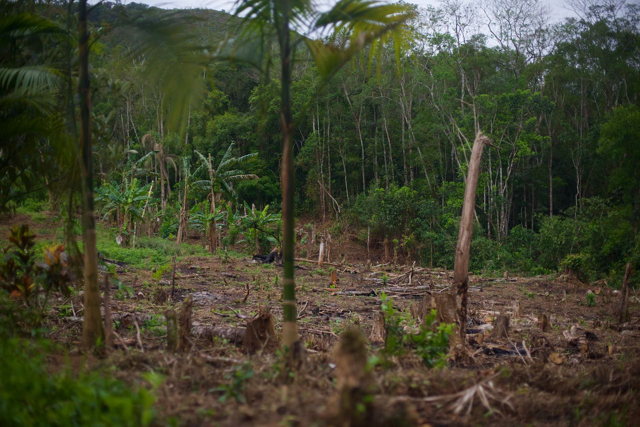 brazil-atlantic-forest-amazon-rainforest-ecosia-tree-planting-2018