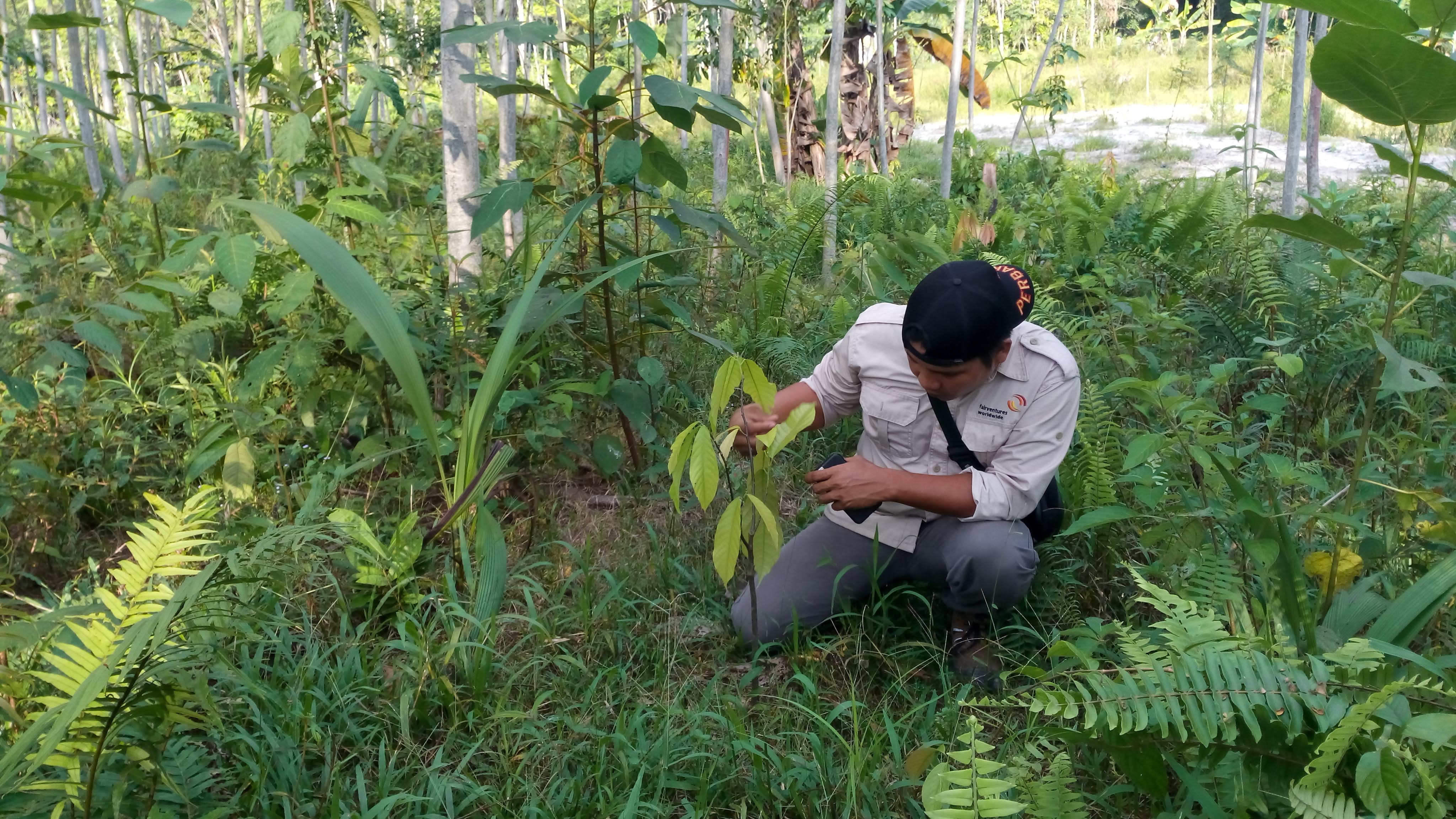 ecosia org review