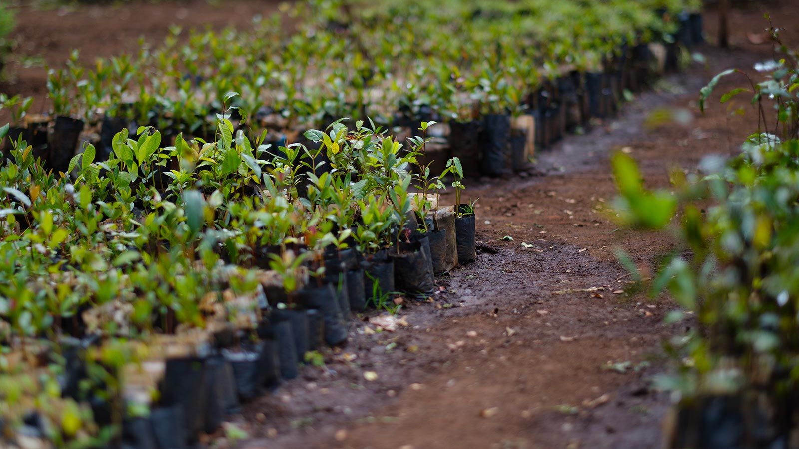 Ecosia Plante Il Vraiment Des Arbres Bonne nouvelle pour la planète : nous allons planter plus d’arbres que