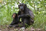 Coupes budgétaires de l'USAID sur le projet de Jane Goodall en Tanzanie : nous donnons 100k $