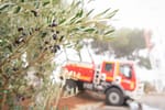 Nous plantons des arbres résistants au feu dans les Bouches-du-Rhône