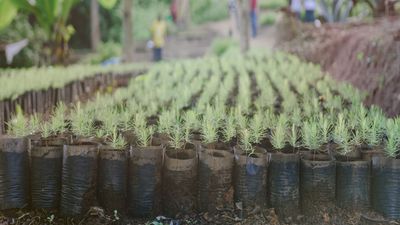 3.000.000 d'arbres plantés