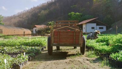 Comment les arbres luttent contre la pauvreté