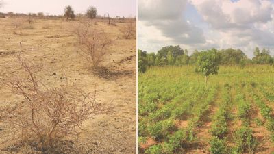 Lilengo 3 ans après. Planter des arbres peut aider tout un village