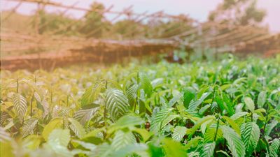 Un nouvel arbre planté toutes les 60 secondes !