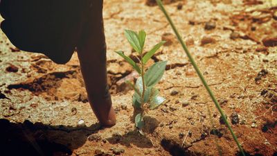 Voici les premiers arbres que vous avez plantés au Burkina Faso !