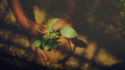 Déjà 2 millions d’arbres plantés !