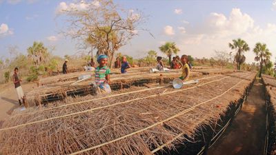 Nous plantons désormais aussi des arbres au Pérou et à Madagascar