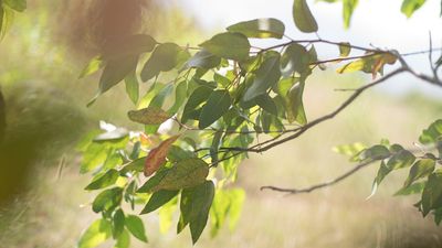 L’état de nos forêts