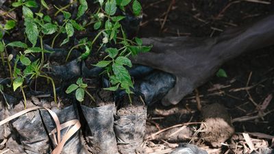 Notre premier mini-documentaire : Les nouvelles forêts d’Ouganda