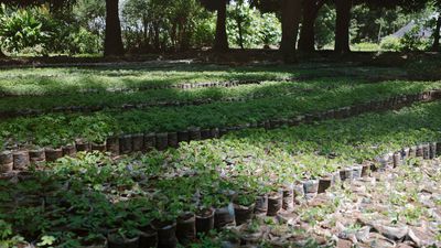 Nous sommes à quelques jours des 50 millions d’arbres plantés !