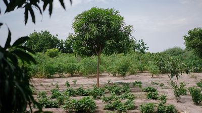 Vos arbres au Sénégal