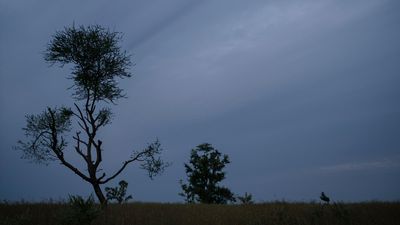 Les documentaires préférés de l’équipe Ecosia