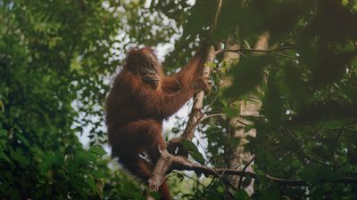 Pourquoi l’huile de palme est-elle mauvaise pour l’environnement ?