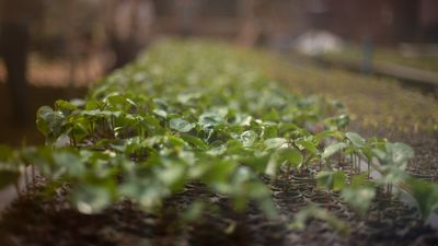 Un million d’arbres pour le Brésil