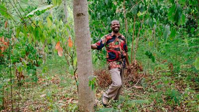 Les arbres plantés par Ecosia survivent-ils ?