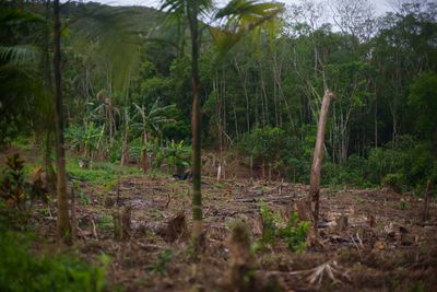 Après les incendies en Amazonie : qui protégera des forêts dans le monde ?