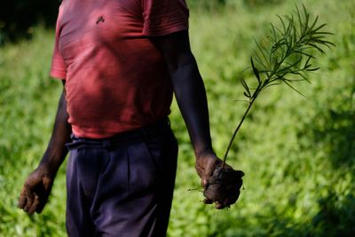 Bilan des plantations : épisode 20