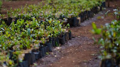 Bonne nouvelle pour la planète : nous allons planter plus d’arbres que jamais