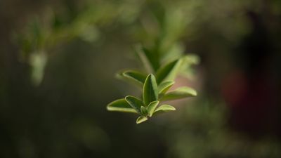 Notre projet dans les montagnes d’Usambara : le bilan