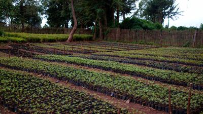 La reforestation en période de COVID-19