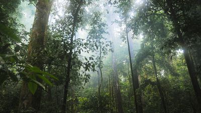 L'importance des forêts et comment les protéger