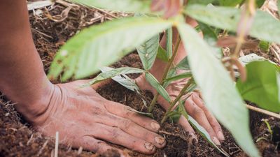 Comment l'agriculture régénératrice endigue le changement climatique