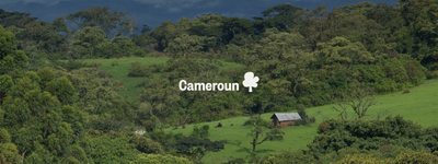 Vos arbres au Cameroun