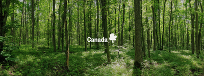 Vos arbres au Canada