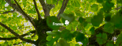 Vos arbres en France