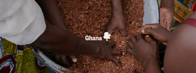 Vos arbres au Ghana