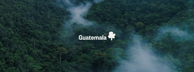 Vos arbres au Guatemala