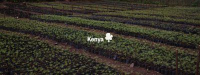 Vos arbres au Kenya