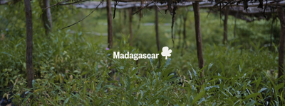 Vos arbres à Madagascar