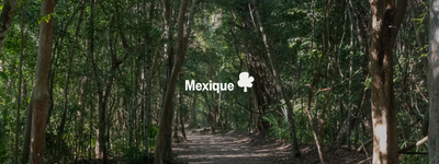 Vos arbres au Mexique
