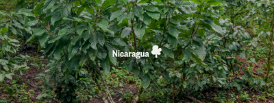 Vos arbres au Nicaragua