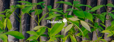 Vos arbres en Thaïlande