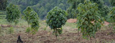 L'avenir de nos arbres en Ouganda et au Kenya