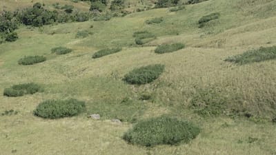 Planter des arbres, c’est toujours une bonne idée ? Eh bien, pas forcément.
