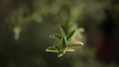 Au revoir et merci, freetree !