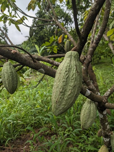 Vers du chocolat plus durable : nos arbres au Togo