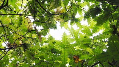 Cette forêt semble saine... mais seulement à première vue